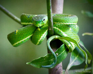 A Side-striped Palm Viper in Monteverde, Costa Rica.