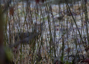 Coyote. Carnation, WA. Click for larger image.